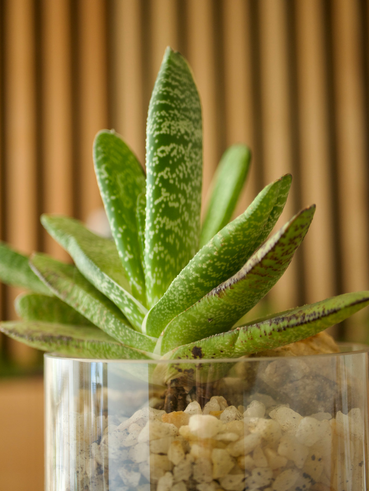 Plantas y madera en el ambiente cálido de Clínica Sahari